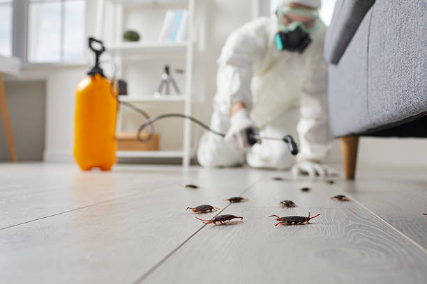 Commercial Rodent Management in Diaz